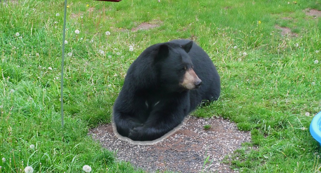 Black bear resting among dandelions