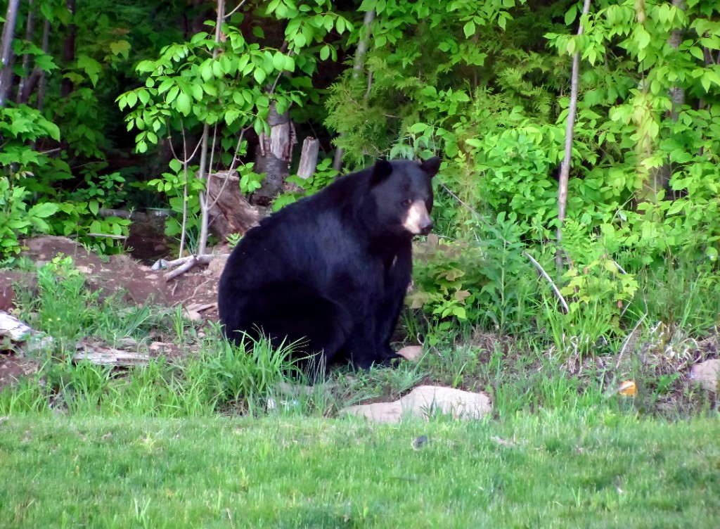 Black bear sitting in a green Upper Peninsula meadow